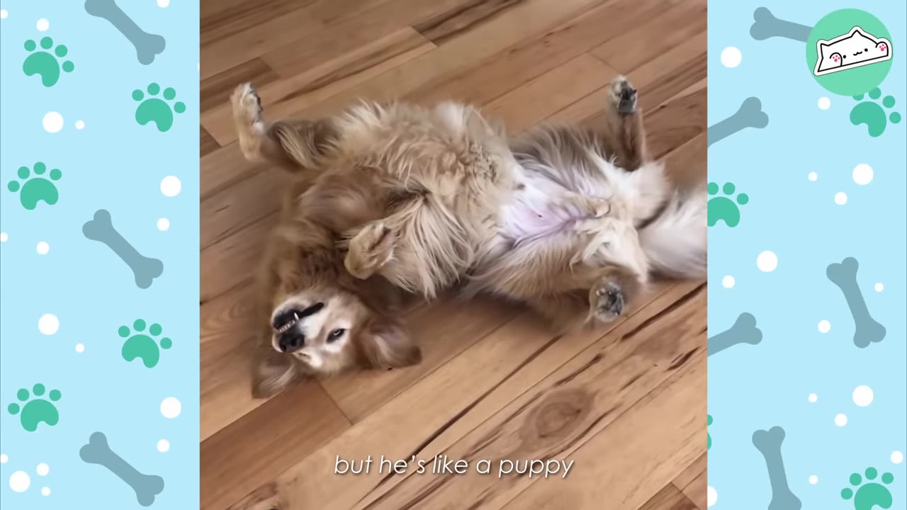 A golden retriever lies playfully on his back on a wooden floor, looking upside down at the camera.