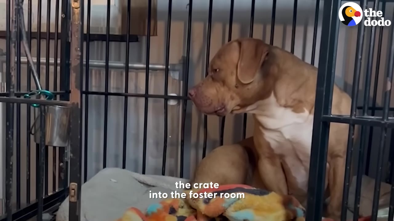 A brown and white pit bull sits inside a black wire crate on top of a soft dog bed and colorful blanket, looking cautiously to the side.