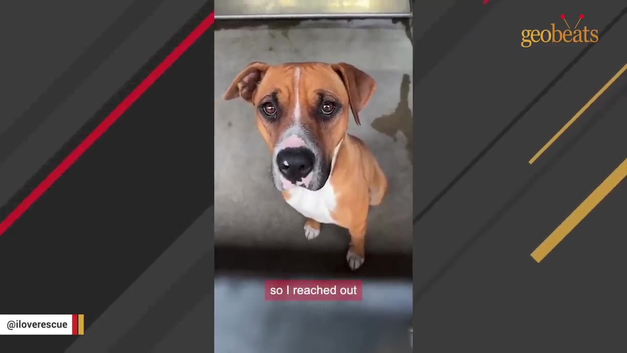 A brown and white dog with expressive eyes looks up at the camera.