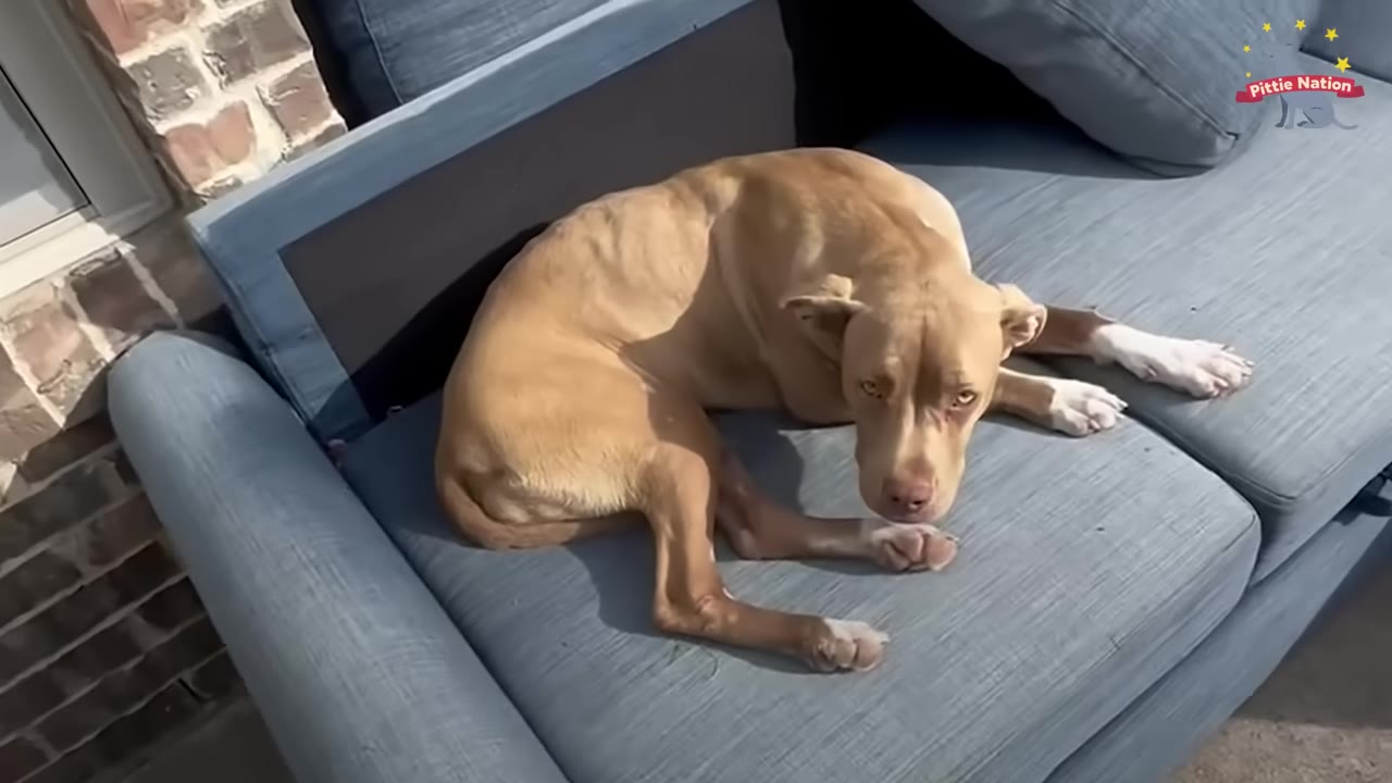 A tan dog with white paws lies curled up on a blue outdoor sofa next to a brick wall.