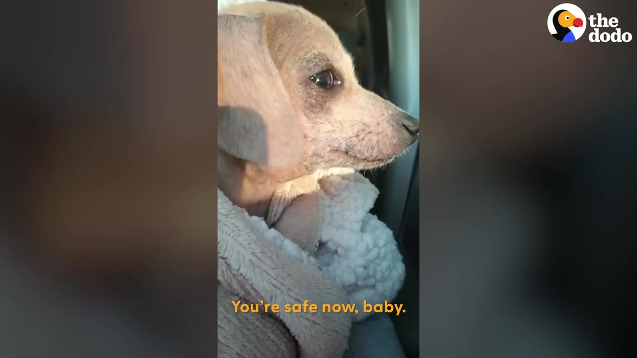 A small, light-brown dog wrapped in a soft white blanket sits in the passenger seat of a vehicle, looking out the window.