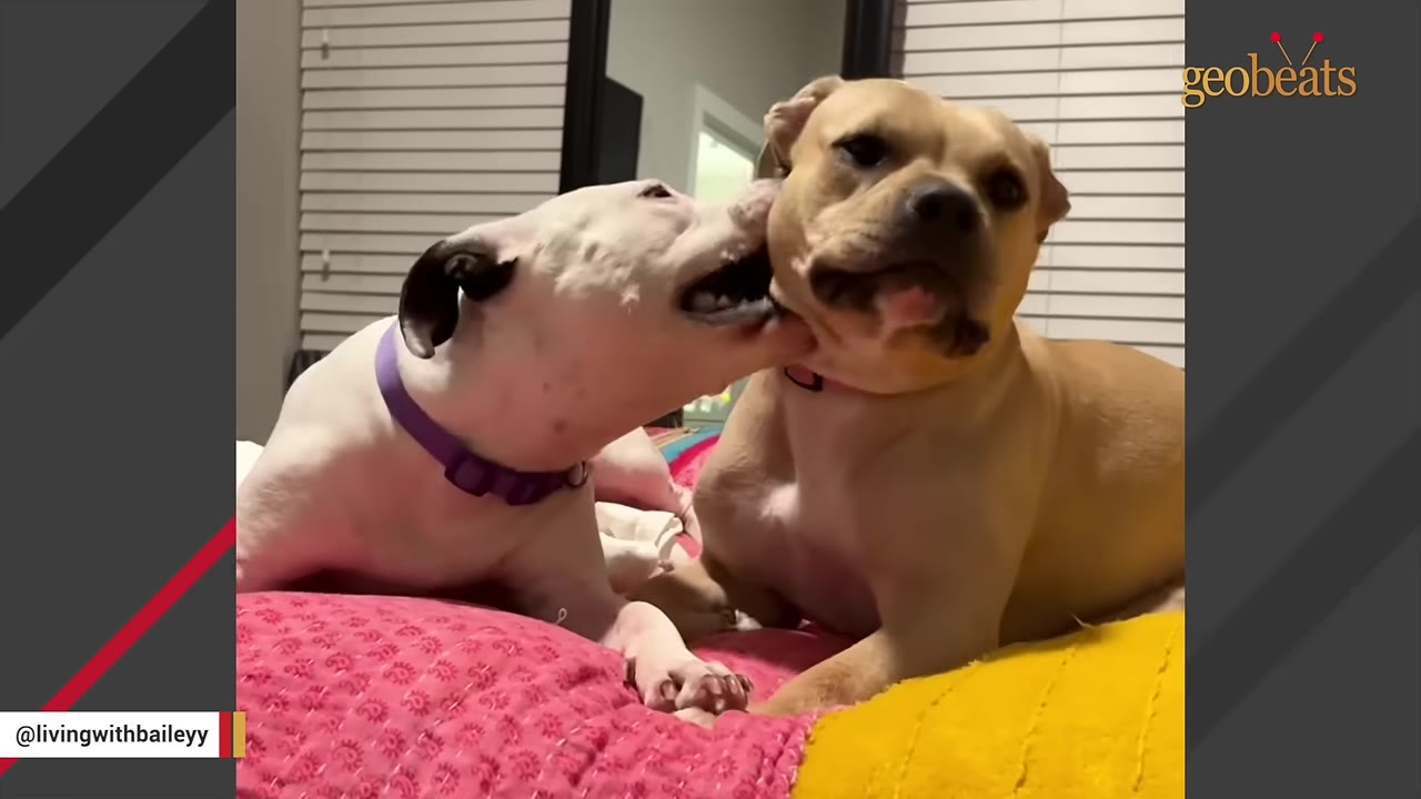 A tan dog and a white dog with a purple collar interact playfully on a bed with colorful blankets.