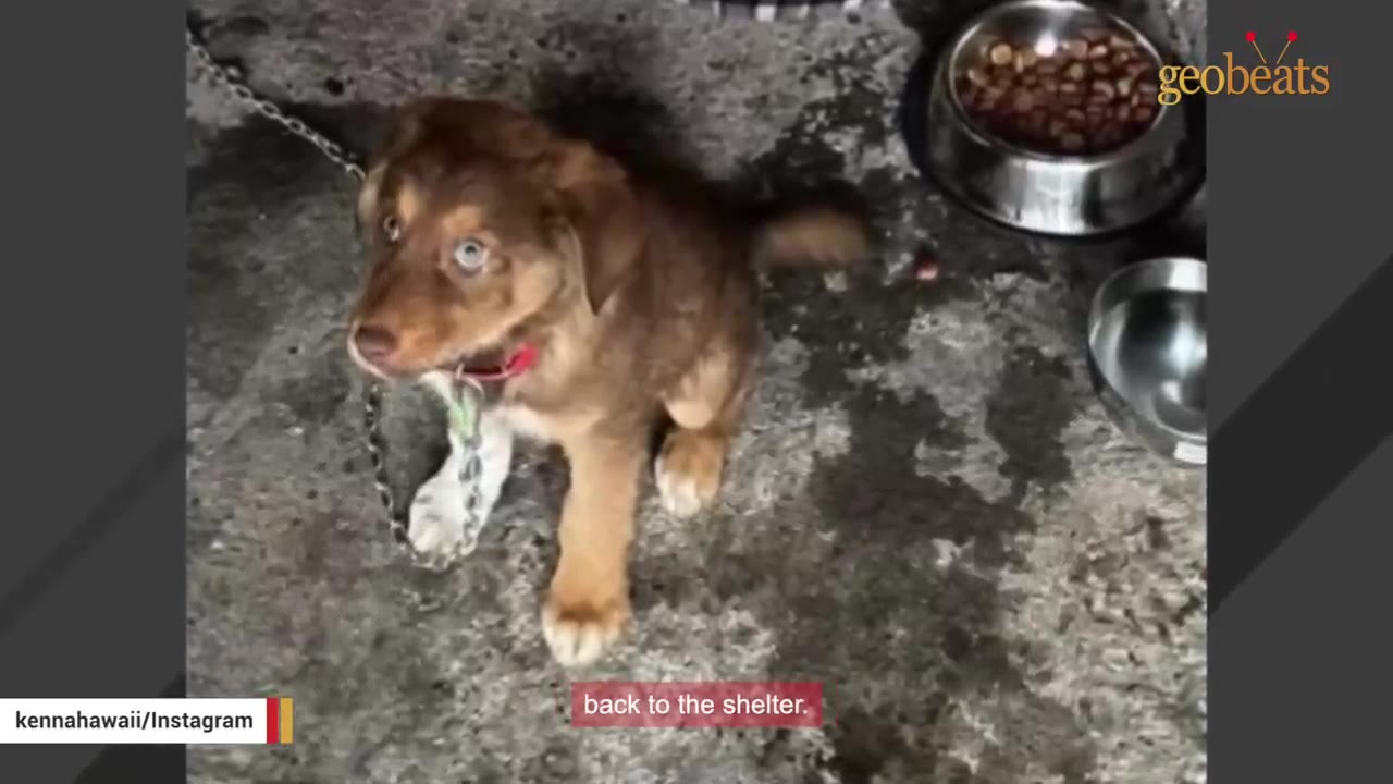 A brown puppy with striking blue eyes sits on a concrete floor, wearing a red collar and attached to a chain leash, looking up towards the camera.