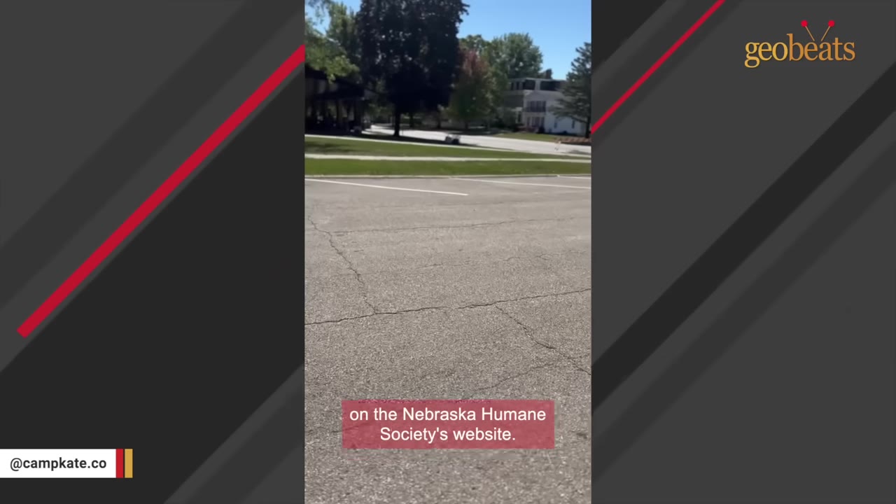 A view of an empty asphalt parking lot with a grassy area and trees in the background, featuring a subtitle that reads 'on the Nebraska Humane Society's website.'