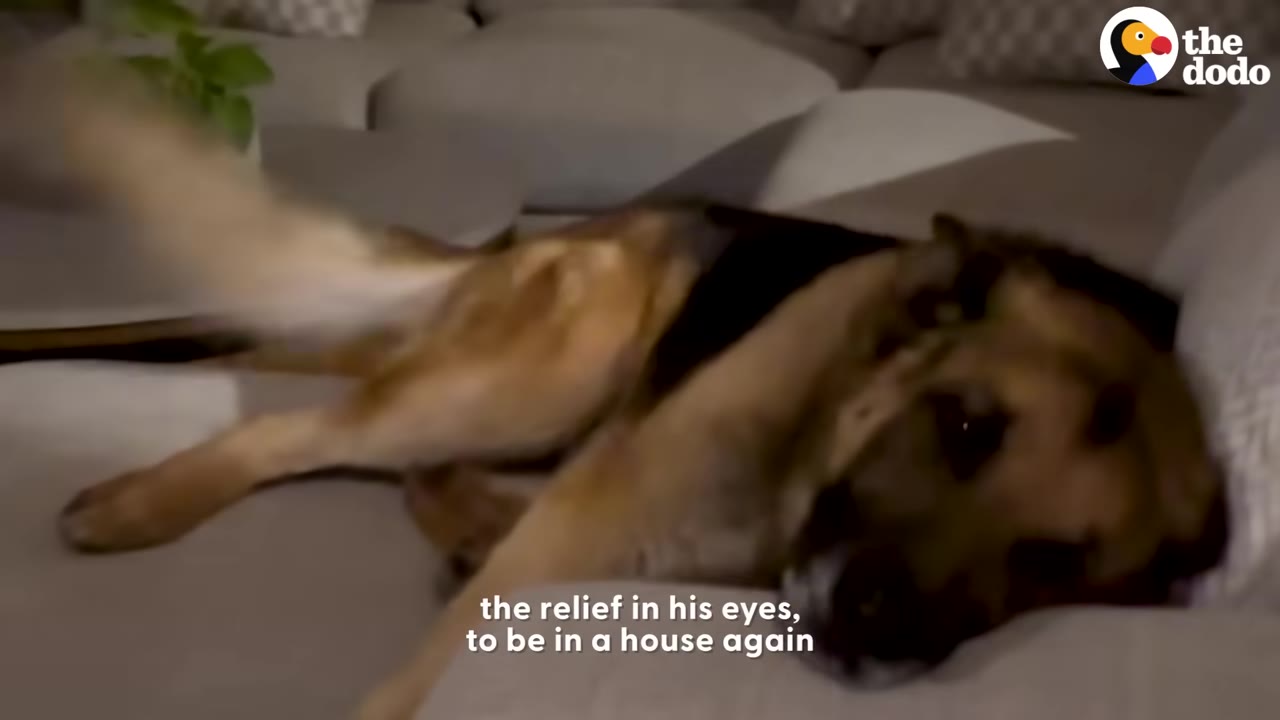 A German Shepherd lies comfortably on a light-colored sofa, looking relaxed.