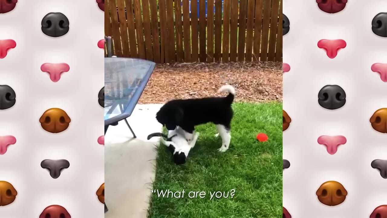A black and white puppy stands over a black and white cat lying on its back on a green lawn, sniffing and checking each other out.