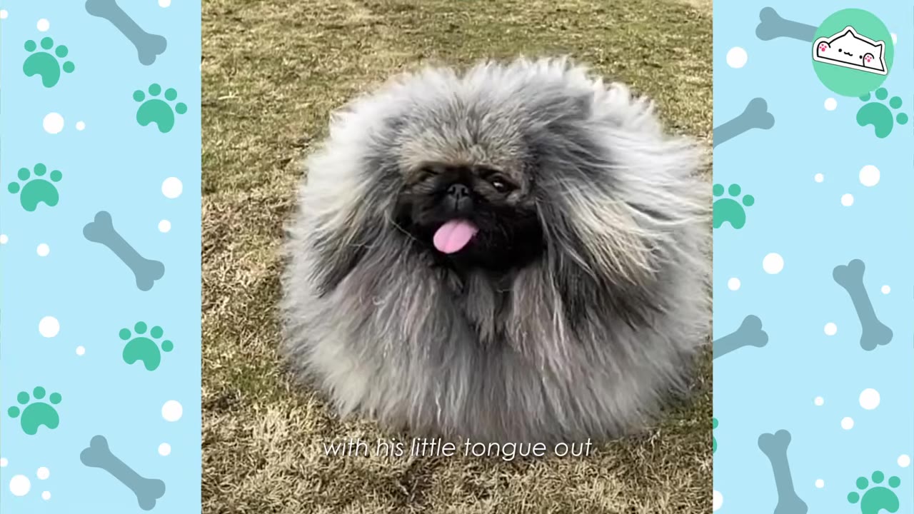 A fluffy grey Pekingese dog sitting on the grass with its pink tongue sticking out.