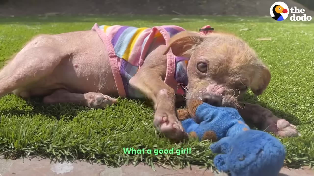 A small, light brown dog with sparse fur wearing a colorful striped shirt lies on green grass, chewing on a blue plush toy.