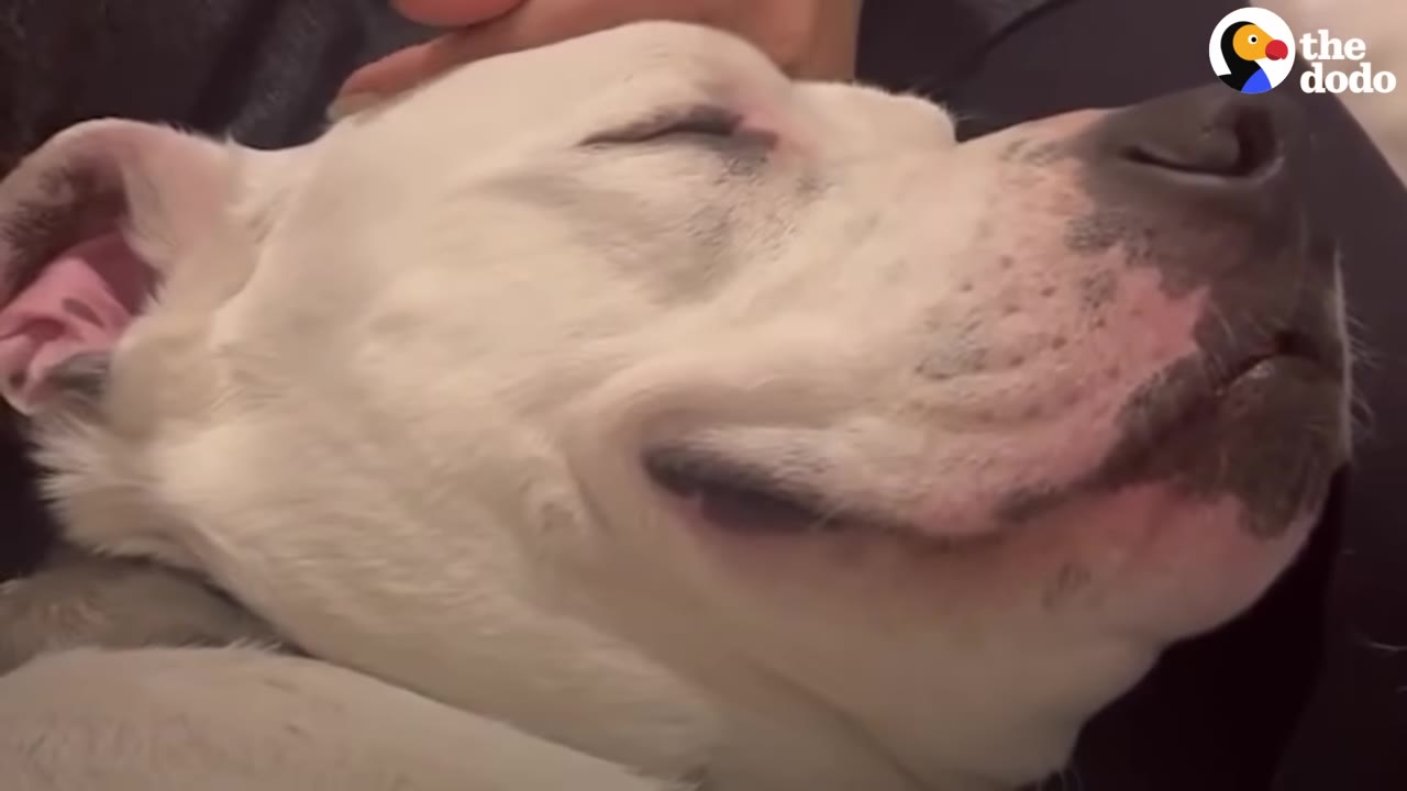 A close-up of a white dog with its eyes closed, wearing a peaceful expression resembling a smile as a hand gently pets its head.