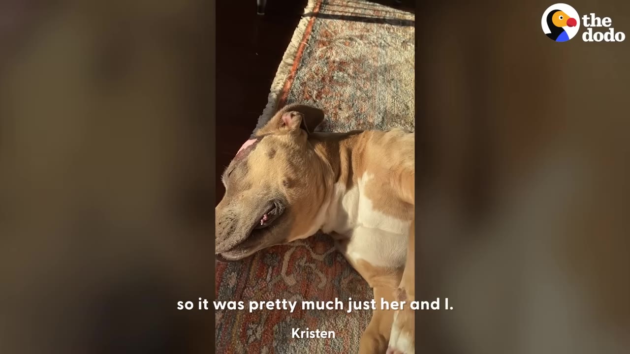 A tan and white dog with healing burn scars on her head lies quietly on a patterned rug.