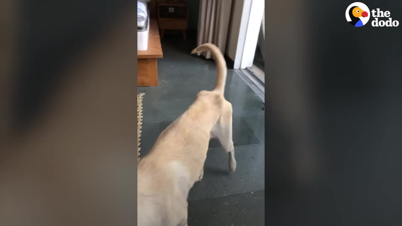 A light-colored dog seen from behind with its tail raised and curved upward as it walks indoors.