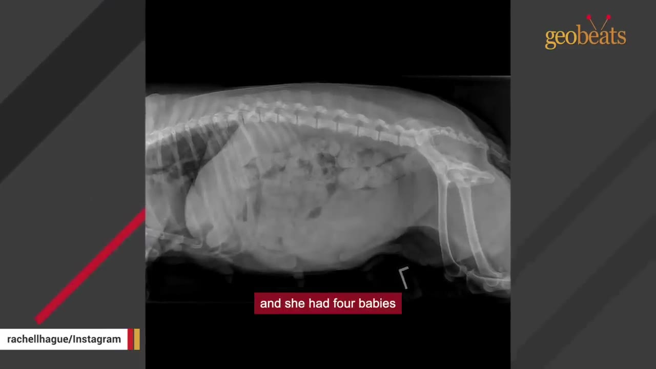 An X-ray image showing the skeletal structures of a pregnant dog with multiple fetal skeletons visible inside her abdomen.