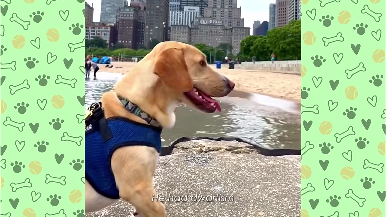 A light brown dog with short legs wearing a blue harness stands on a concrete path near a beach with city buildings in the background.