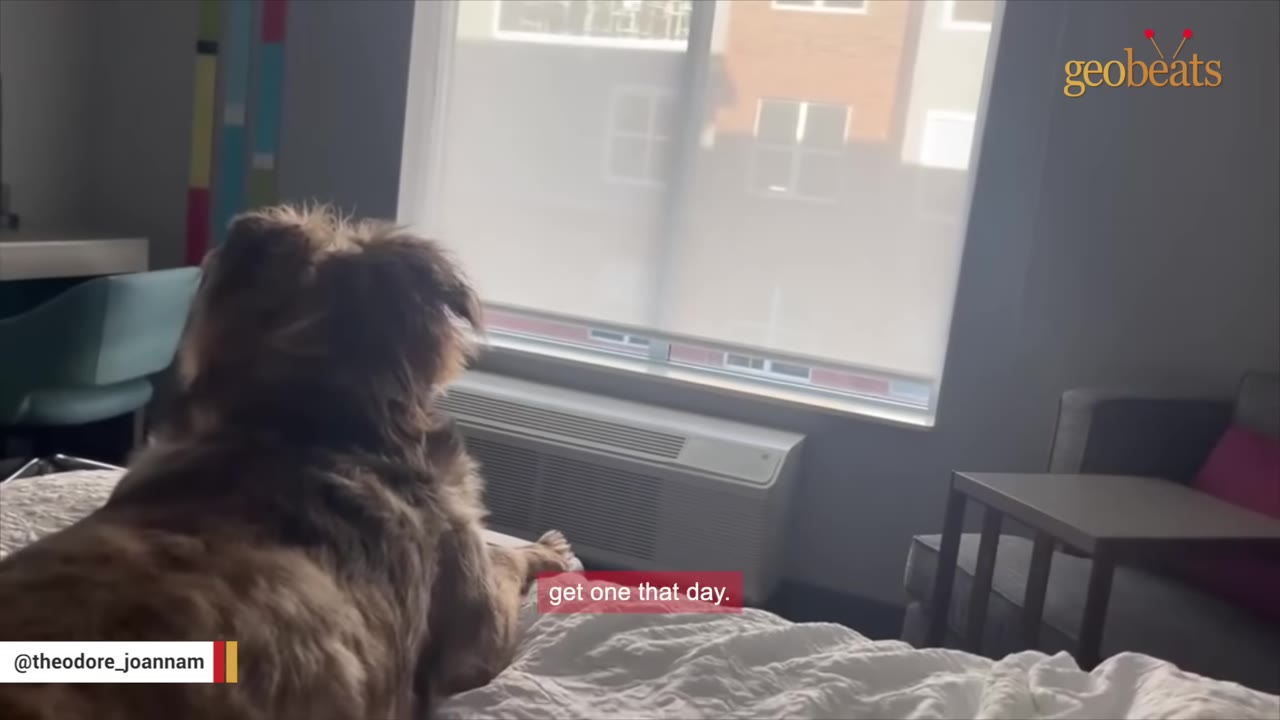 A fluffy brown dog lies on a white bed, looking out of a window.