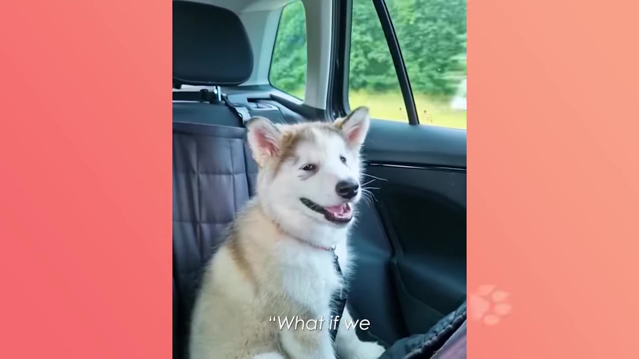 A fluffy husky puppy sitting in the backseat of a car, looking forward with an open mouth as if smiling.