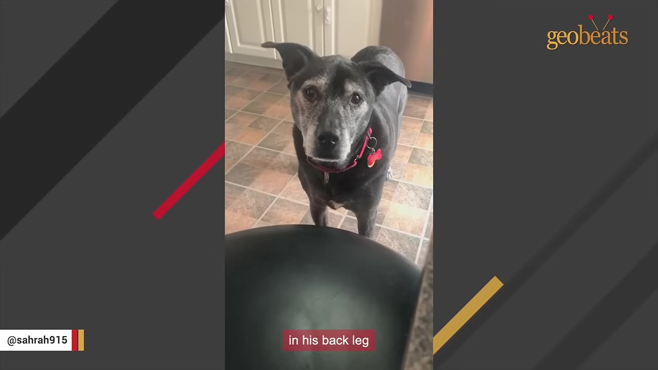 An older black dog with a grey muzzle and a pink collar stands on a tiled floor, looking up towards the camera.