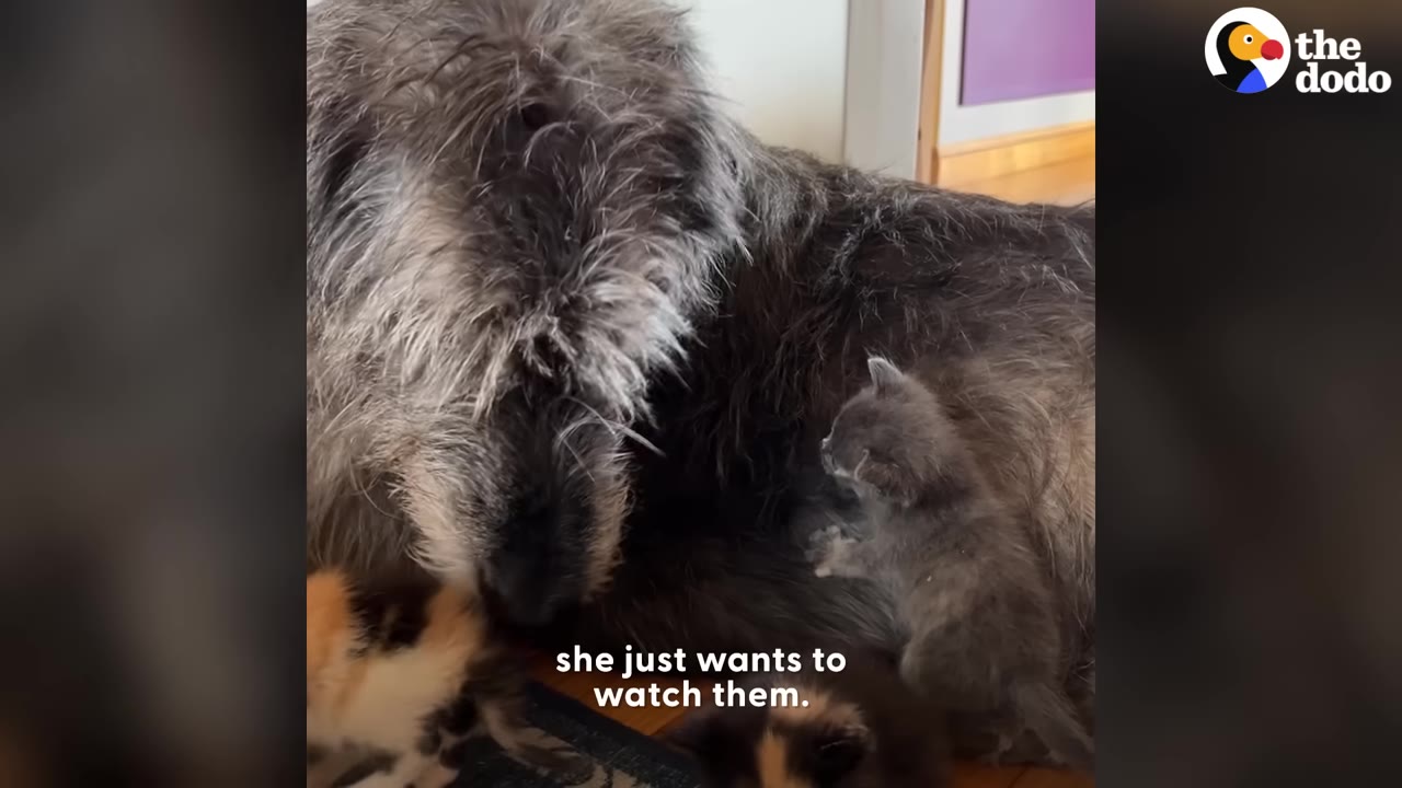 A large, scruffy grey dog looks down gently at several small kittens, including a fluffy grey kitten climbing up its side and a calico kitten resting nearby.