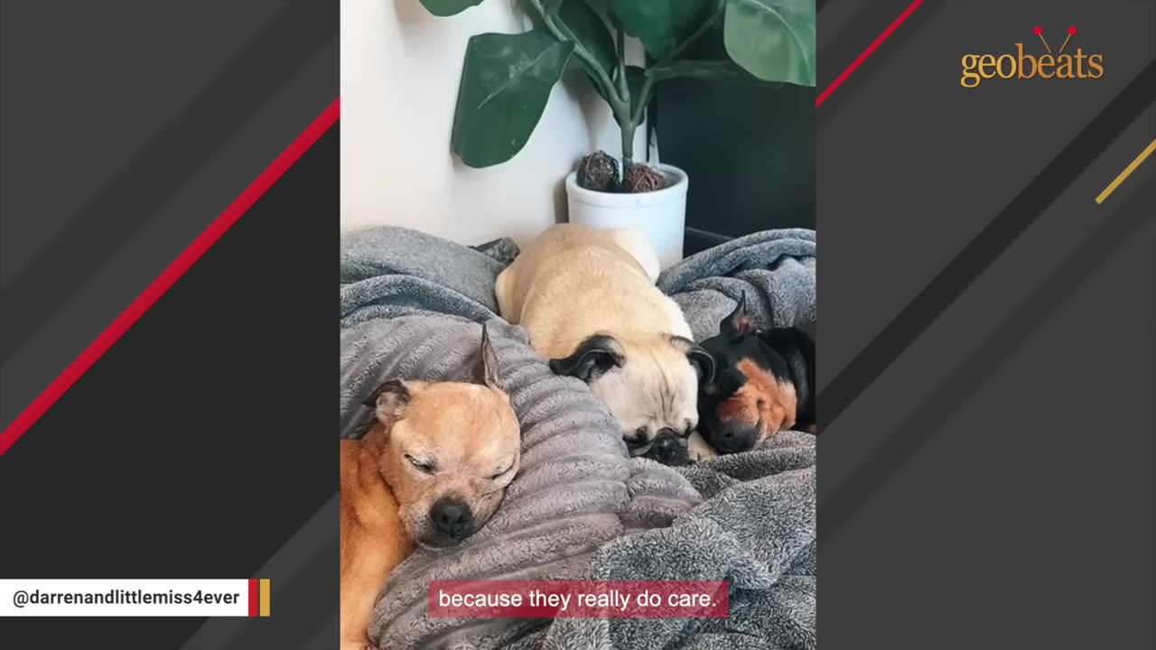 Three small dogs sleeping peacefully next to each other on a grey textured blanket.