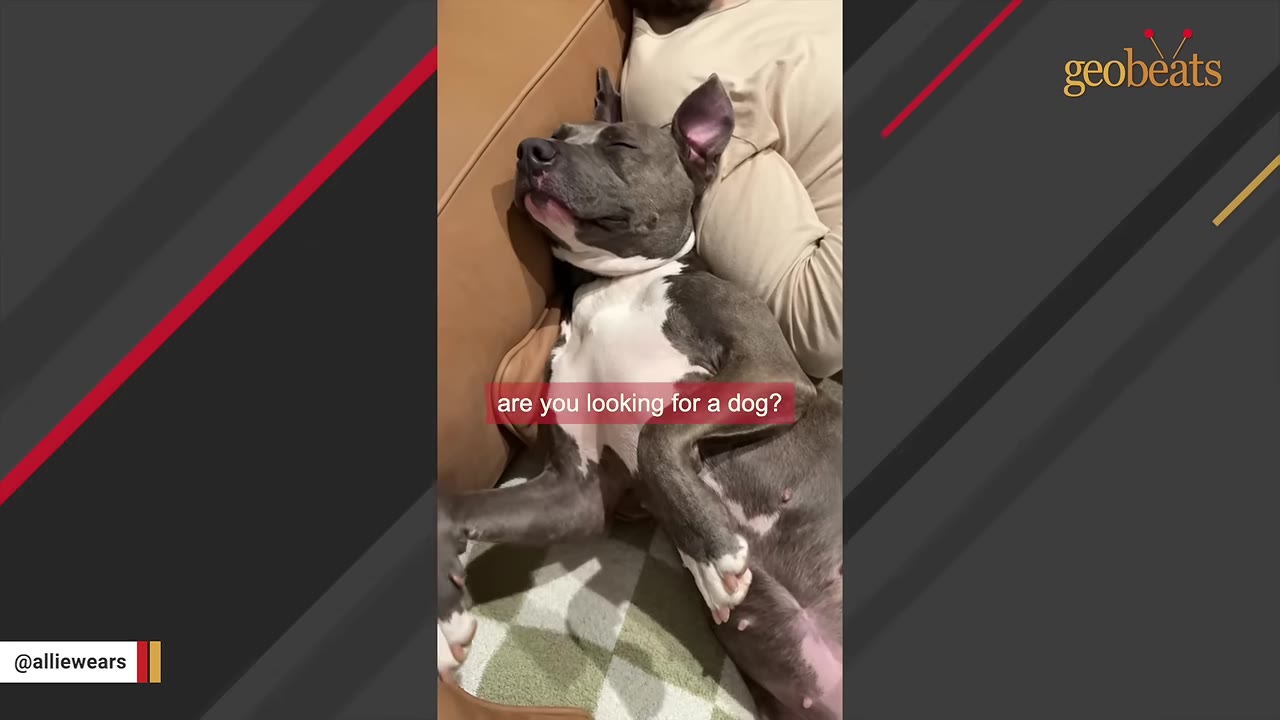 A grey and white dog sleeping on its back on a couch next to a person, with a subtitle that reads 'are you looking for a dog?'