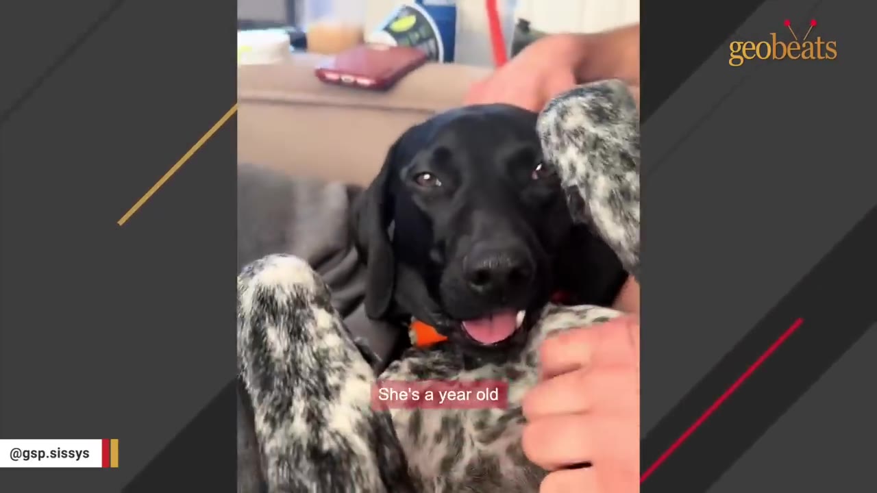 A close-up of a black and white German Shorthaired Pointer lying on its back, looking at the camera with its tongue slightly out as a person gently holds its head.