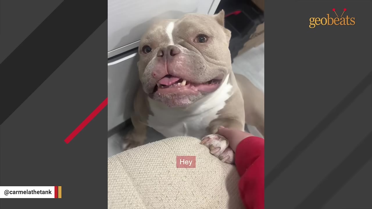A light brown and white bulldog-type dog looking up with wide, hopeful eyes and an open mouth, placing its paw on a person's hand.