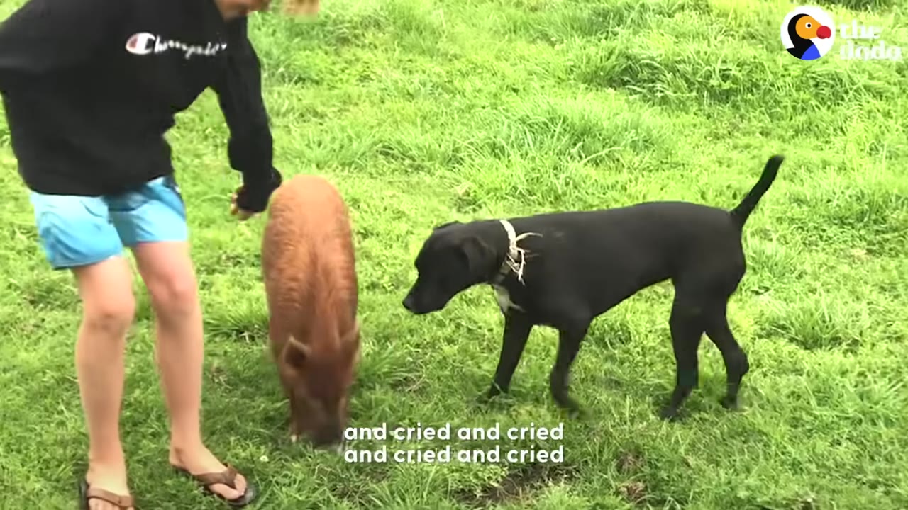 A teenager stands on a grassy field next to a small brown pig and a black dog, with the caption 'and cried and cried and cried and cried' on the screen.