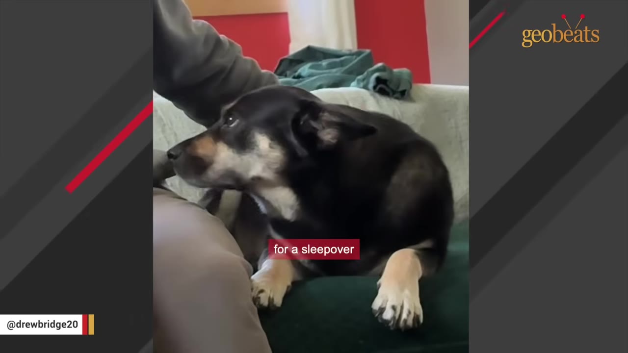 A black and tan dog sits on a green couch next to a person who is petting its head, with a caption reading 'for a sleepover'.