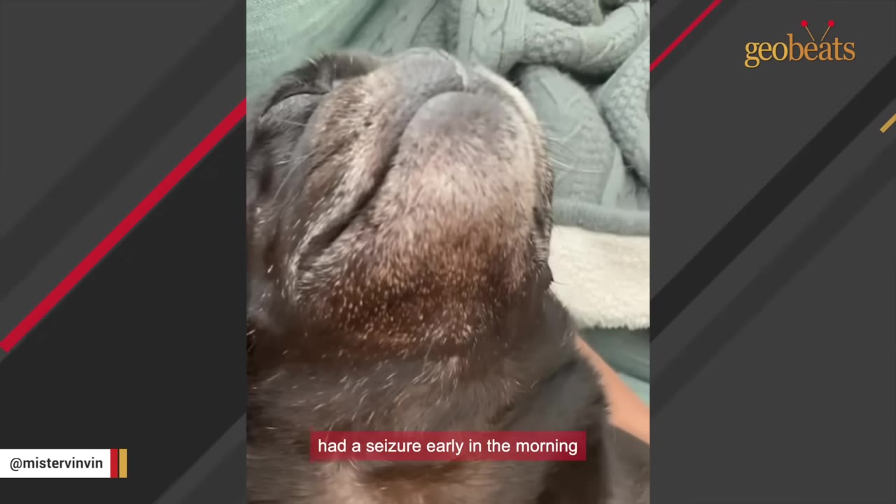 A close-up shot of a black pug with its head tilted back and eyes closed, with a caption reading 'had a seizure early in the morning'.