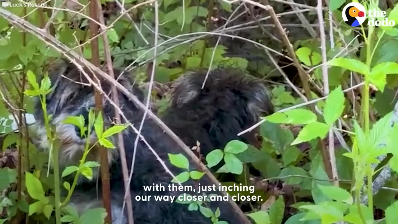 Two small, scruffy black dogs huddle together, hiding behind green leaves and branches in a wooded area.