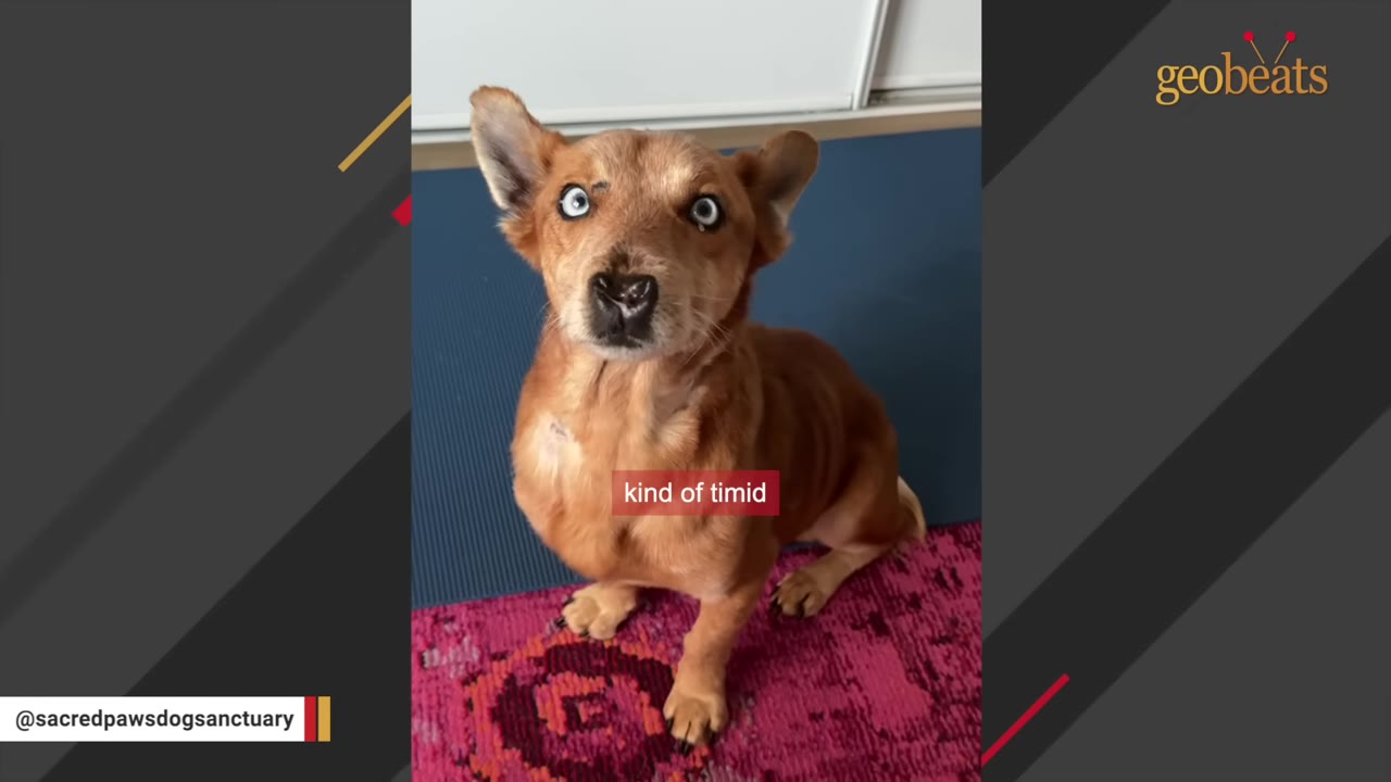 A small brown dog with striking blue eyes sits on a pink patterned rug, looking up with a hesitant expression.
