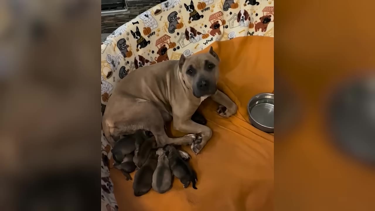 A light brown mother dog lies on an orange blanket next to her litter of small puppies, looking up at the camera with a cautious expression.