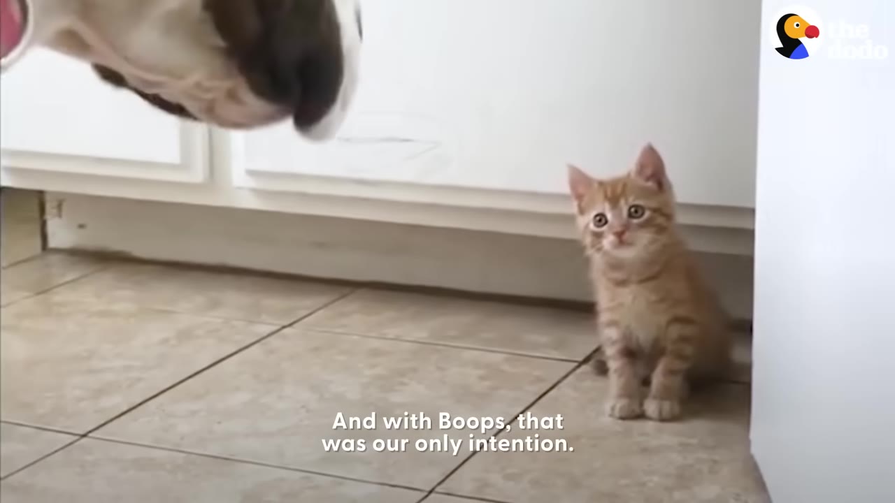 A tiny, wide-eyed orange tabby kitten sits on a tiled floor, looking up at a dog's snout.