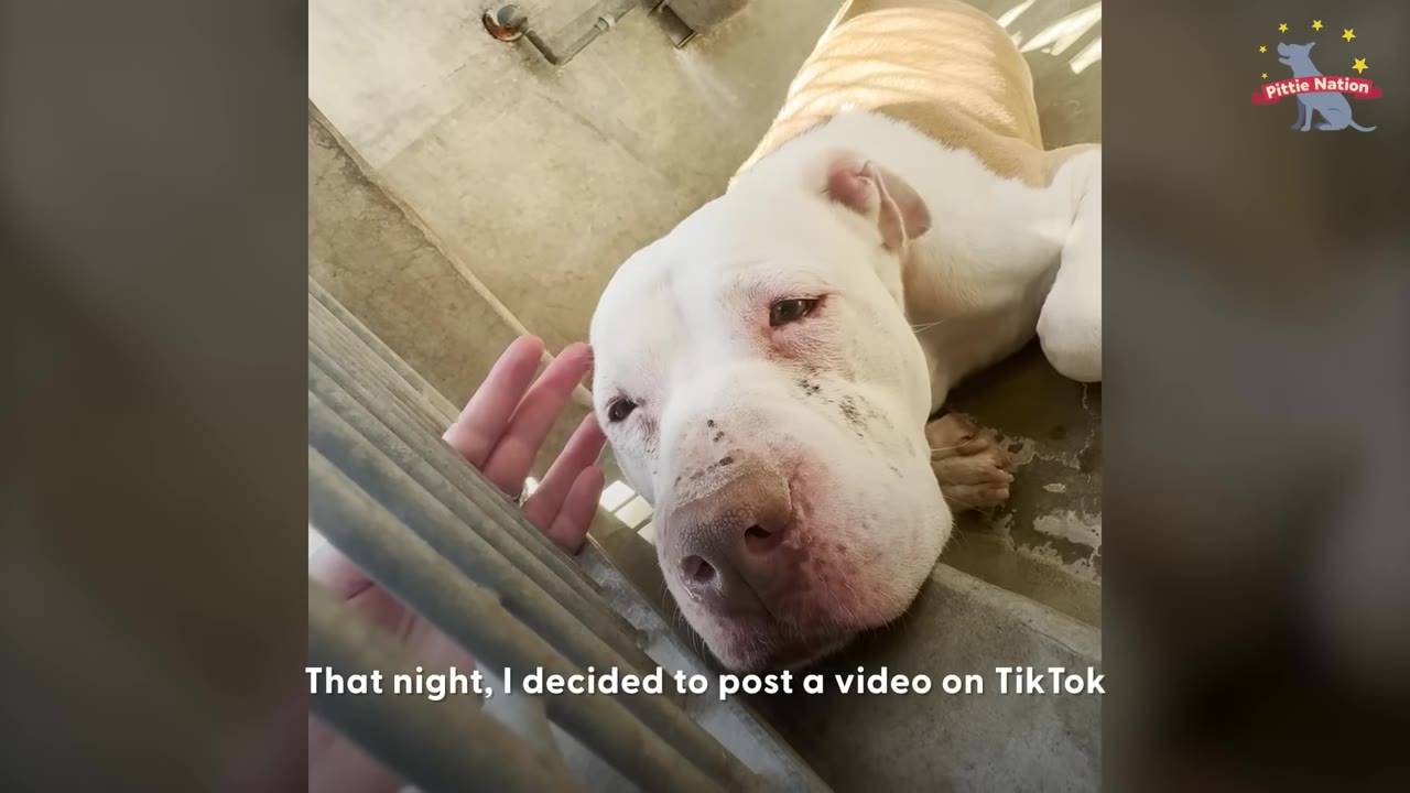 A white and tan dog lies down inside a kennel, leaning its head close to the metal bars as a person's hand reaches through to gently touch its face.