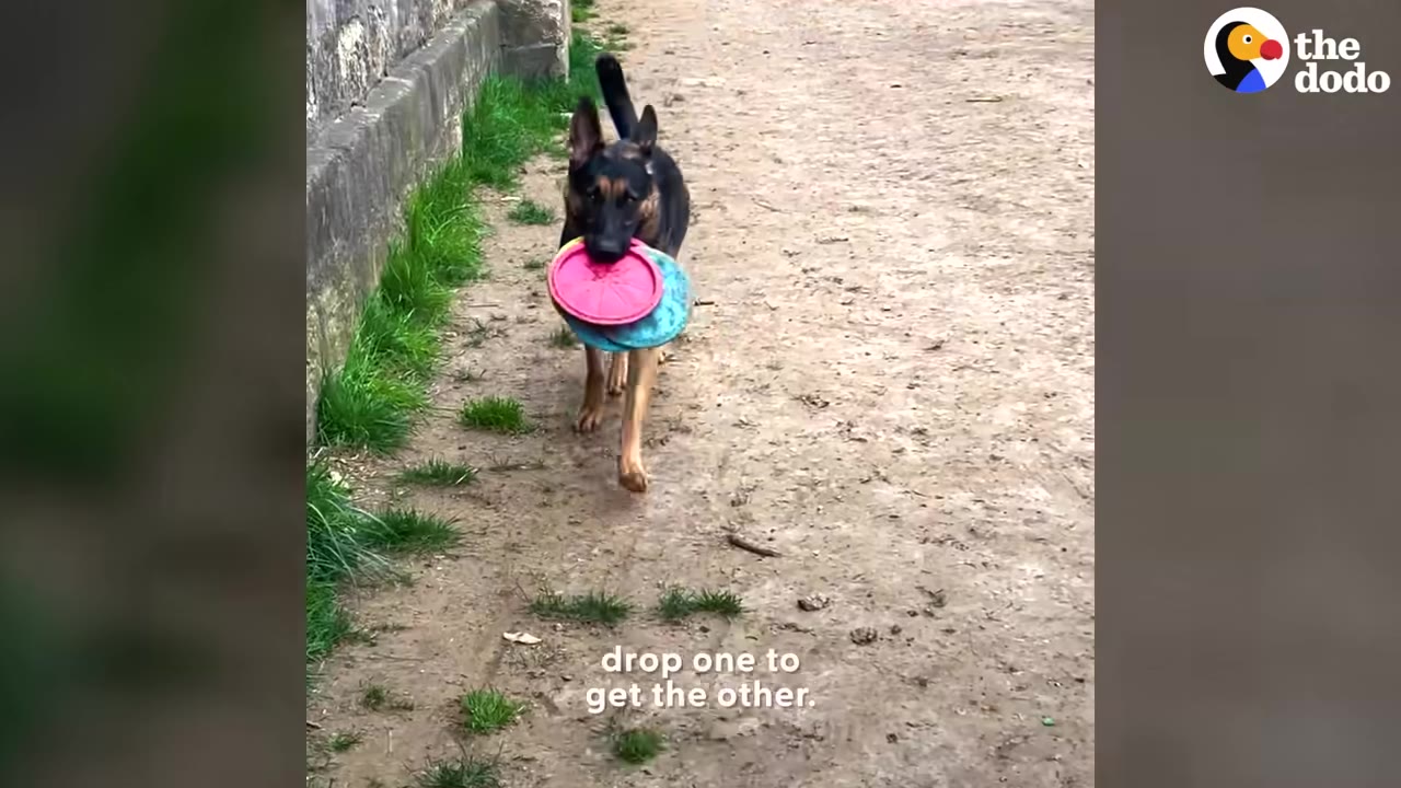 A German Shepherd walks along a dirt path carrying a pink frisbee and a blue frisbee stacked together in its mouth.