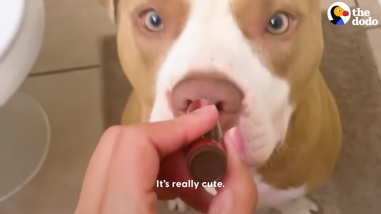 A close-up shot of a tan and white dog looking directly at the camera as a hand holds a tube of lipstick near its nose.