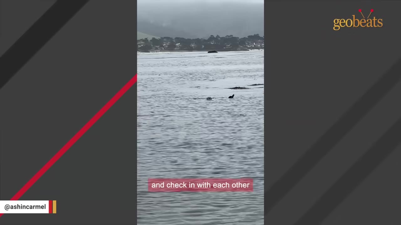 A wide shot of a dog and a seal swimming in the ocean water near a distant shoreline.