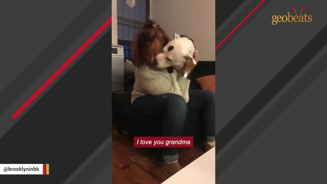 A white dog with a black spot on its head affectionately nuzzles a woman sitting on a chair.