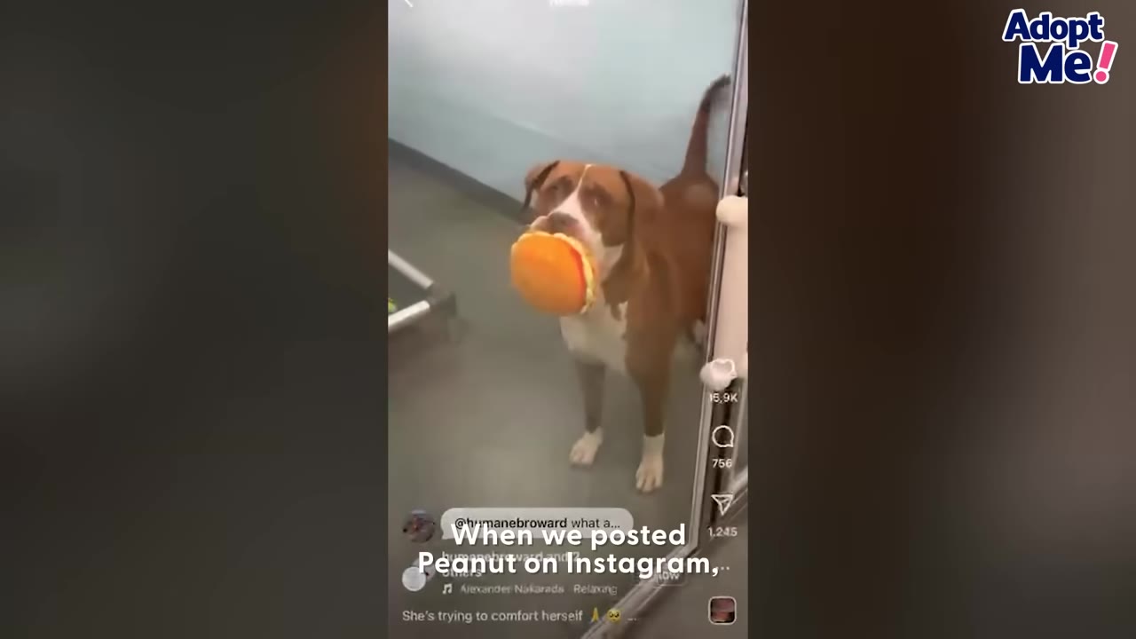 A brown and white dog stands in a shelter kennel holding a toy hamburger in its mouth, shown in a social media post screenshot with the text 'When we posted Peanut on Instagram,'.