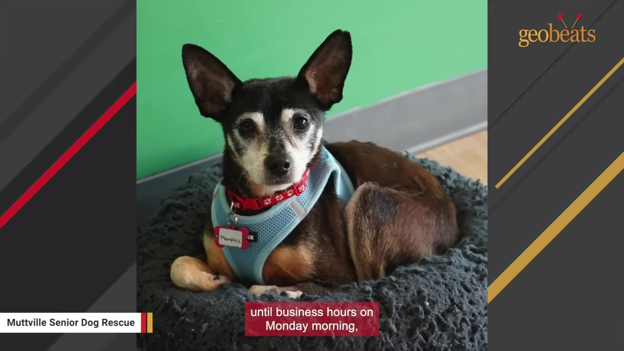 A small black and brown senior dog wearing a blue harness and a red collar sits in a grey dog bed against a green wall.