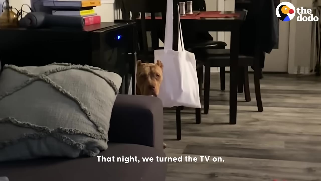 A brown dog peeks out cautiously from behind a dark grey couch in a living room, looking unsure of its surroundings.