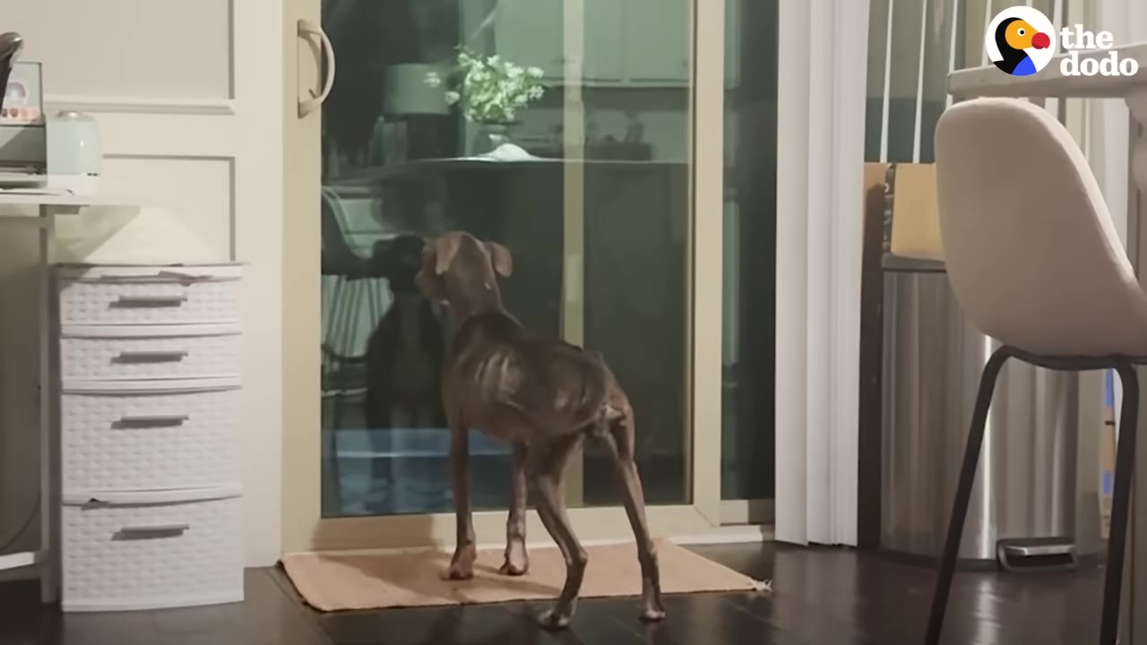 A thin, brown dog stands on a mat inside a house, looking at its reflection in a glass sliding door at night.