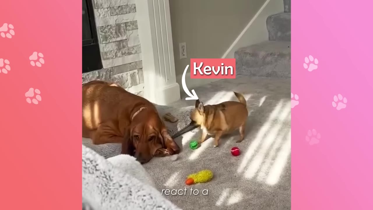 A large brown bloodhound lies on the carpet next to a tiny tan puppy, illustrating the stark size difference during their first introduction.