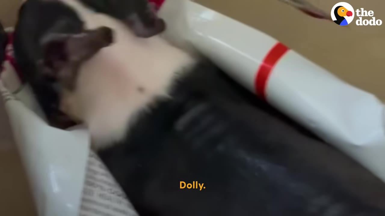 A black and white puppy lying on its back inside a cardboard box next to rolls of wrapping paper.