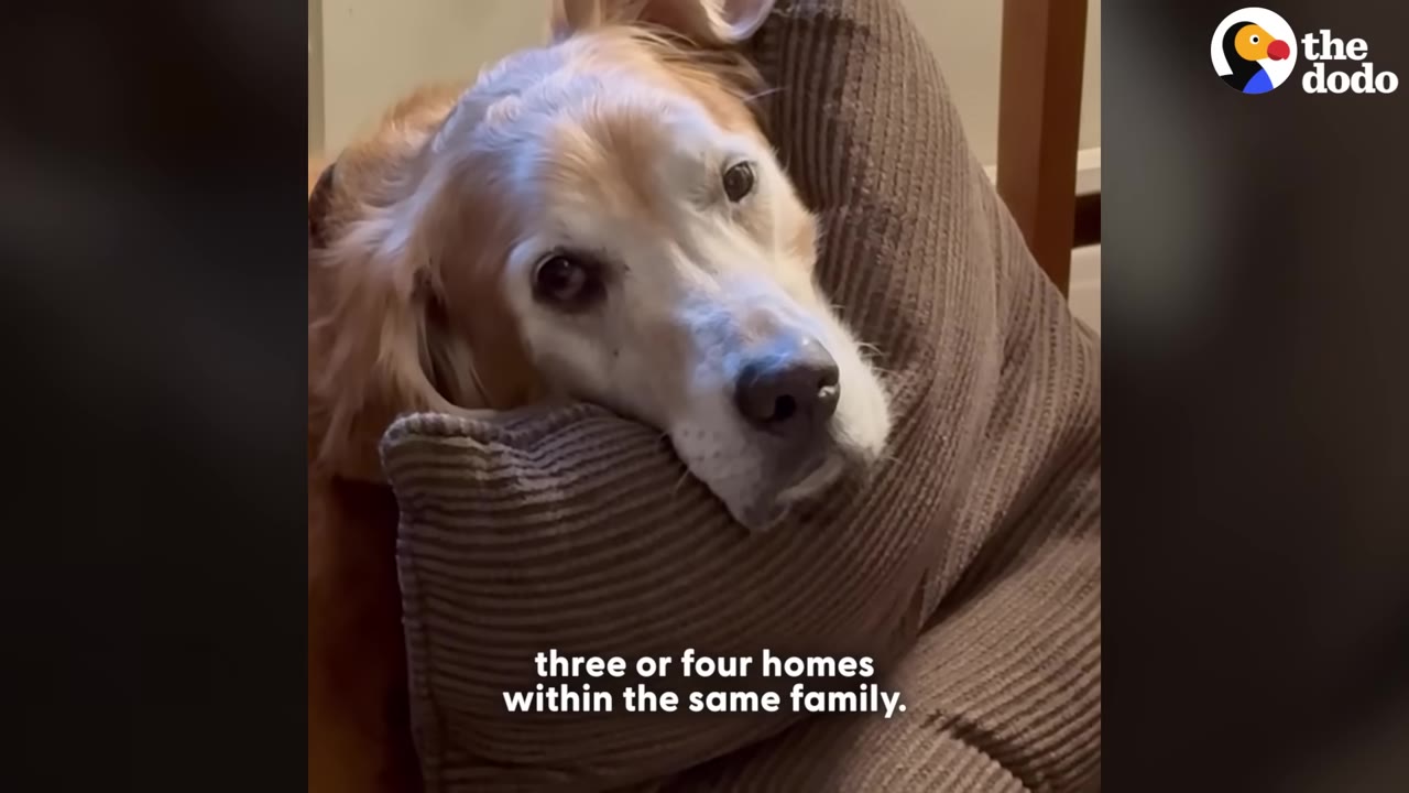 A golden retriever rests its head sadly on a brown corduroy pillow, with text overlay reading 'three or four homes within the same family.'