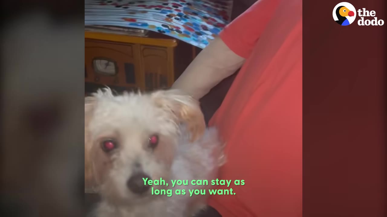 A small, fluffy white dog sits closely next to a mannequin wearing a red shirt, looking directly at the camera.