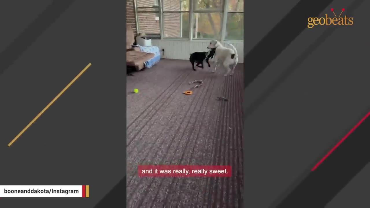 A black dog and a white dog interact and play together on a carpeted sunroom floor.