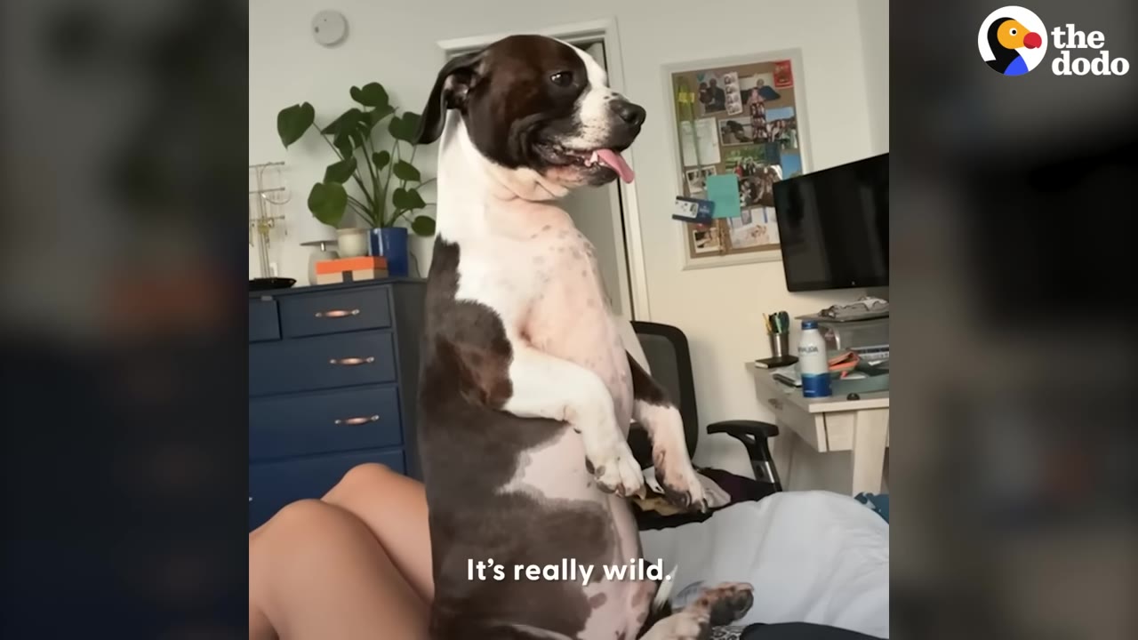 A black and white dog sitting upright on his hindquarters, showing off his muscular chest and core strength while looking to the side with his tongue out.