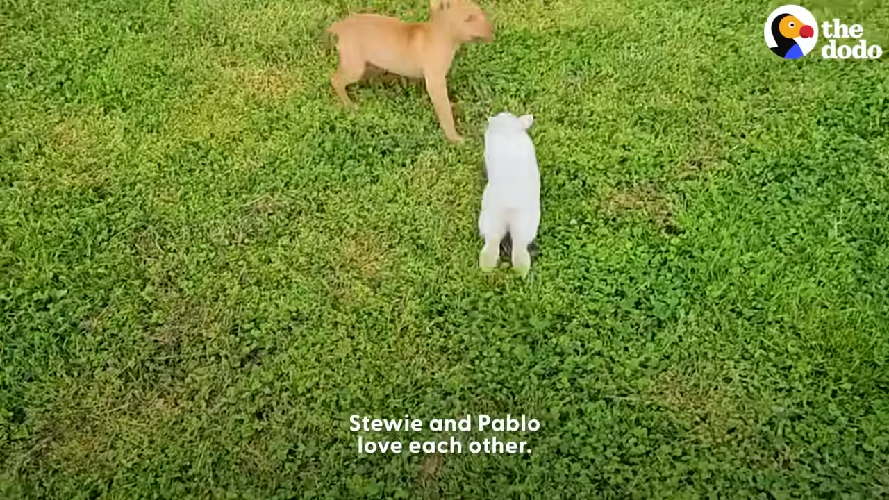 A small tan puppy and a white rabbit interact on a lush green lawn.