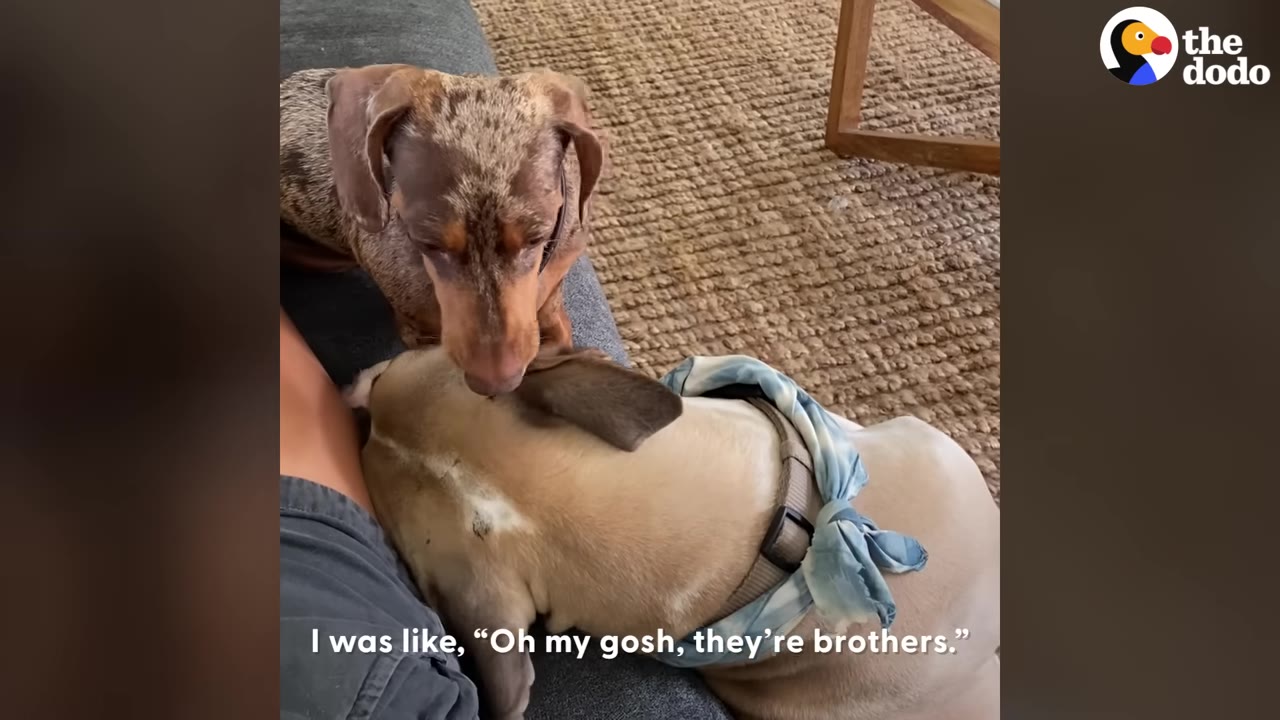 A small dapple dachshund sits quietly on a grey couch next to a larger tan dog wearing a blue bandana, who is resting its head.