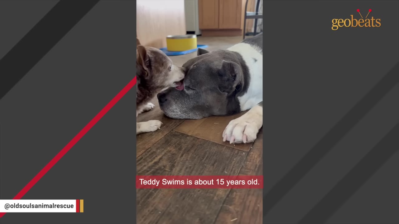 A small brown and white senior dog gently licks the face of a larger grey and white dog lying down on a wooden floor.